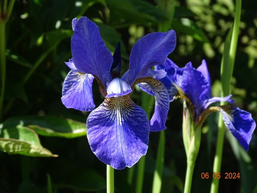 Fran's Gold (sibirica) - Irisi 2024 -Dobarland