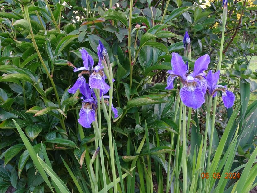 Fran's Gold (sibirica) - Irisi 2024 -Dobarland