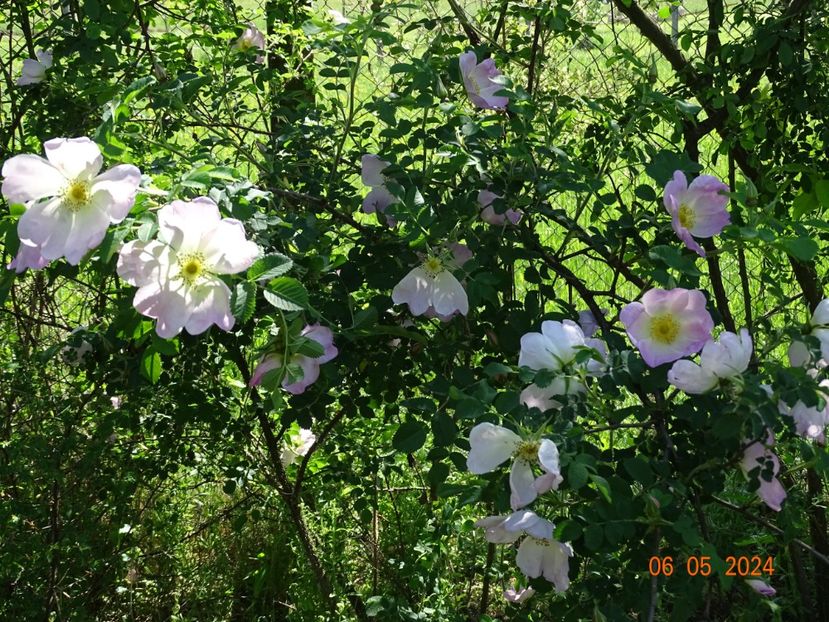 Ristinummi - Trandafiri 2024