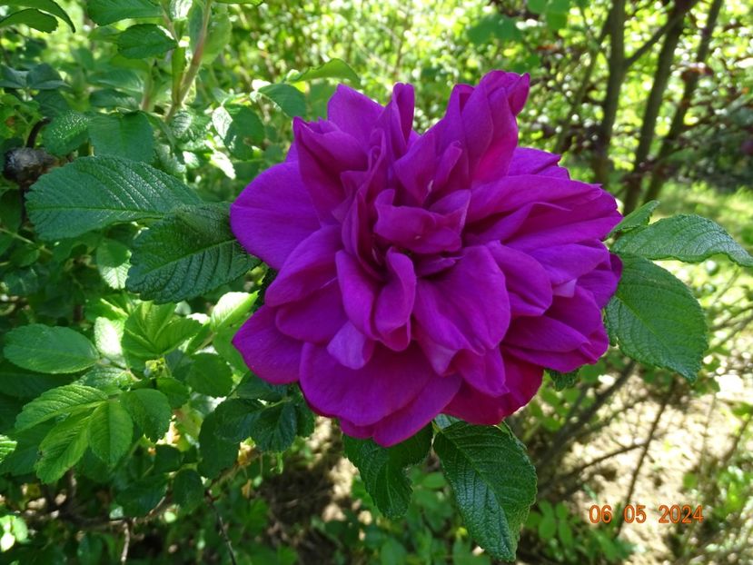 Foxy - Trandafiri 2024