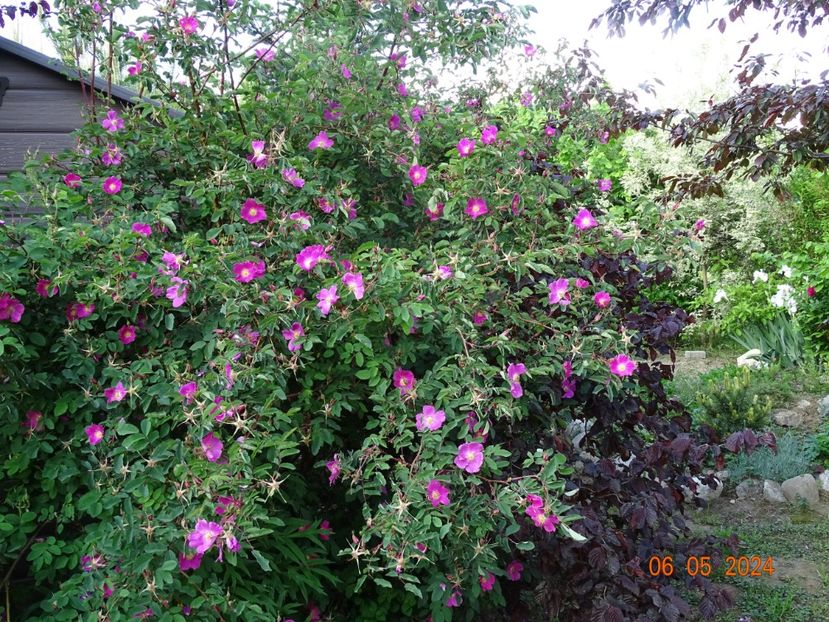 Harstad - Trandafiri 2024