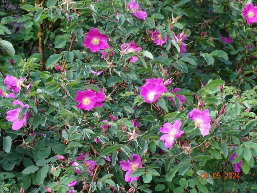 Harstad - Trandafiri 2024