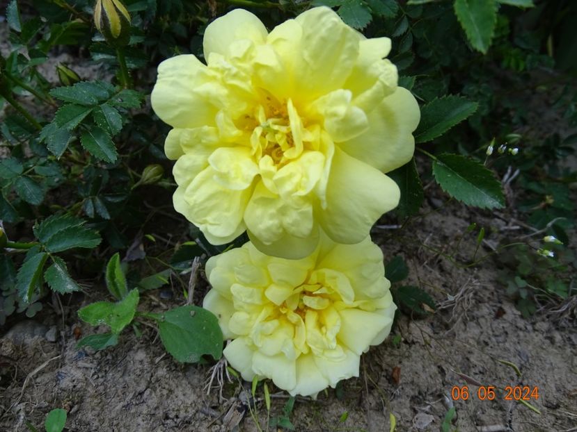  - Trandafiri 2024
