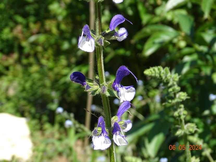 salvia pratensis Madeline - Dobarland 2024 4