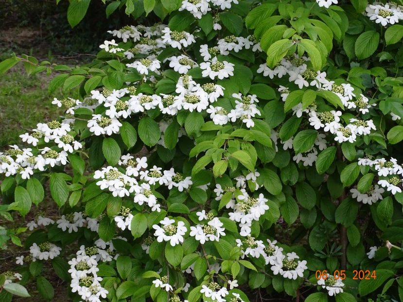 viburnum plic. Kilimanjaro - Dobarland 2024 4
