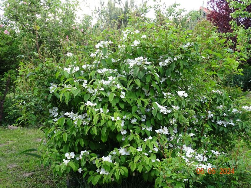 viburnum plic. tomentosum - Dobarland 2024 4