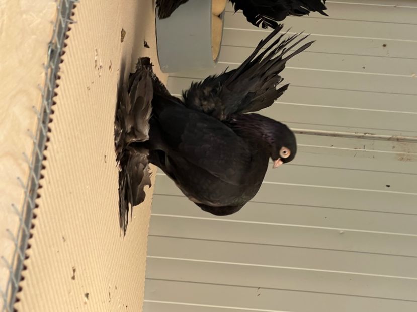  - Ristovi de vanzare