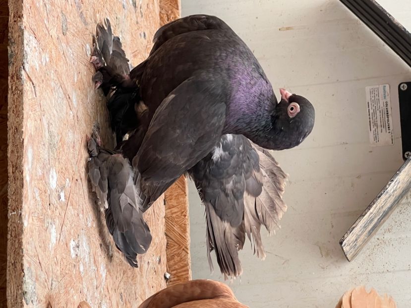  - Ristovi de vanzare