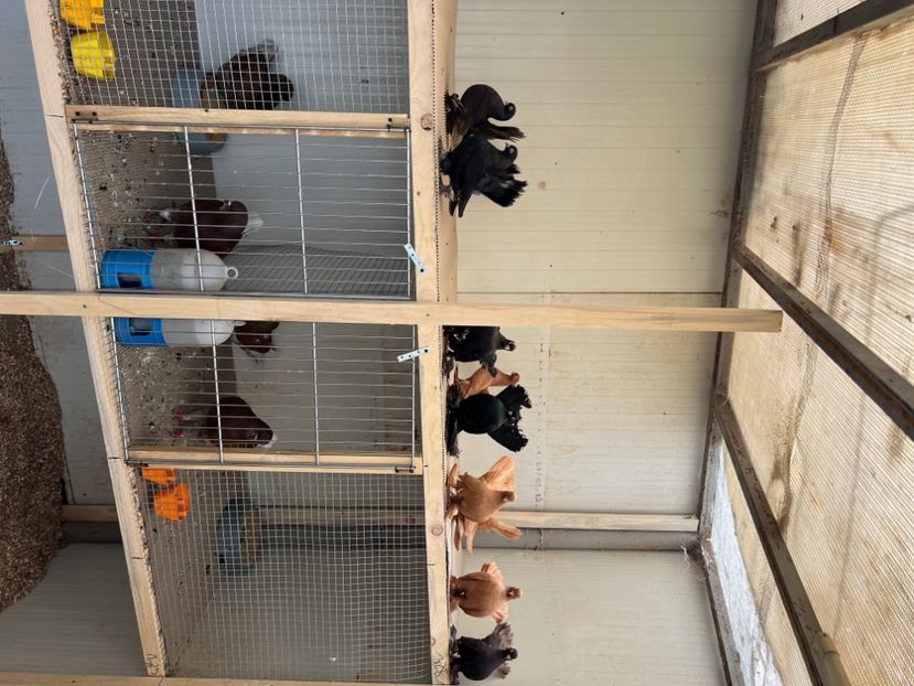  - Ristovi de vanzare