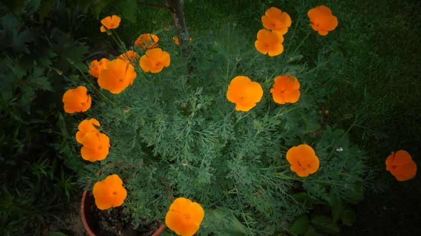 Eschscholzia californica - 2024