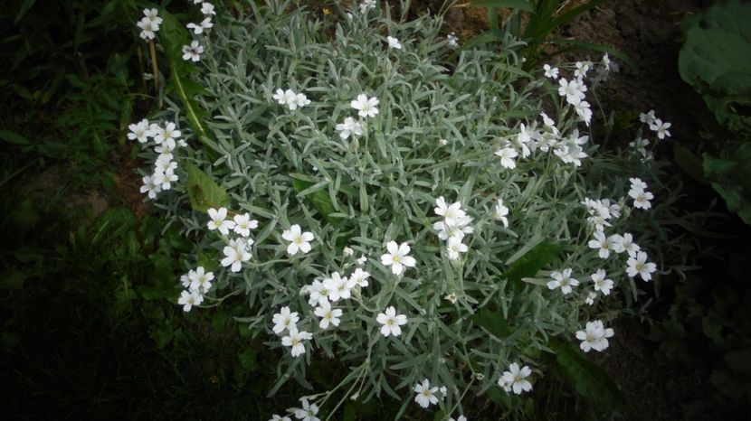 Cerastium - 2024