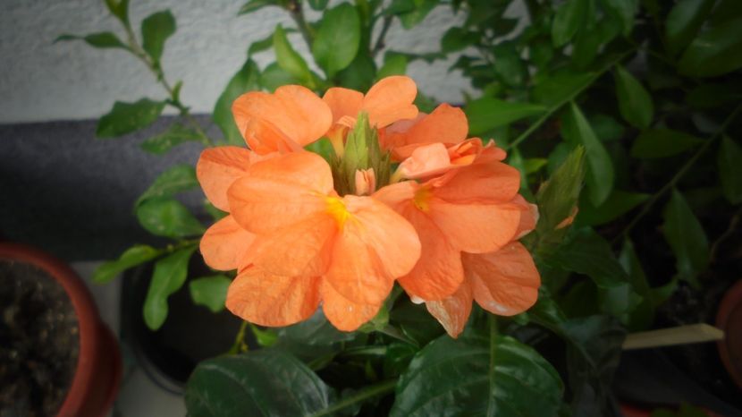 Crossandra - 2024