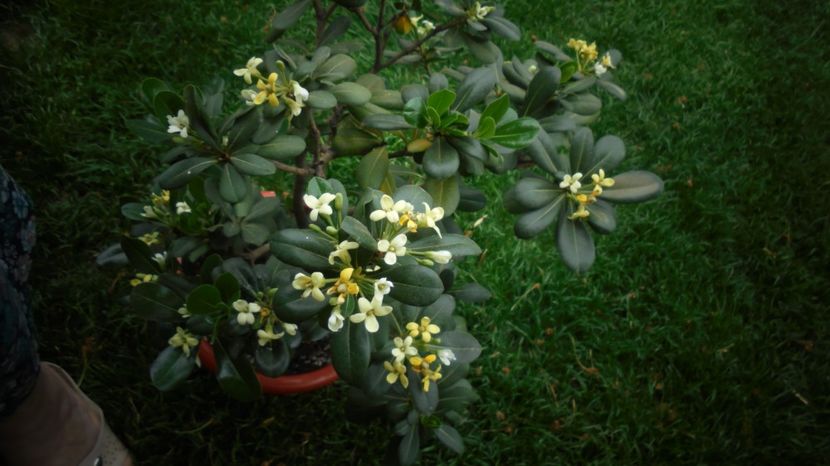 Pittosporum tobira - 2024