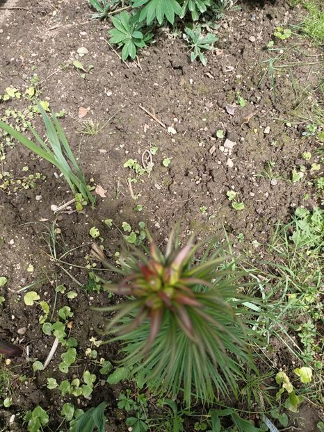 Img.2024.05.07 - Grădina mea