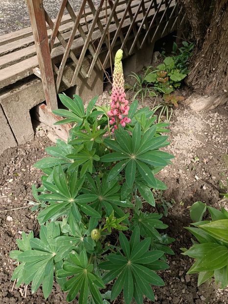 Img.2024.05.07 - Grădina mea