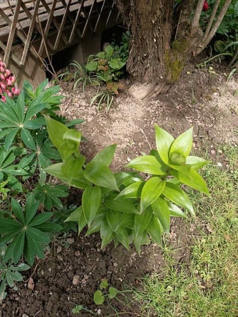 Img.2024.05.07 - Grădina mea