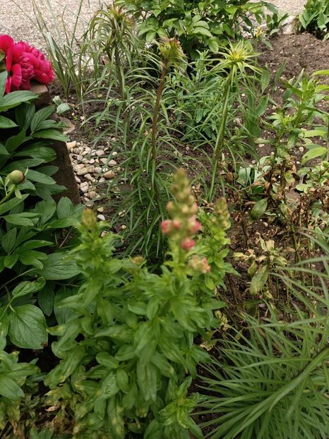 Img.2024.05.07 - Grădina mea