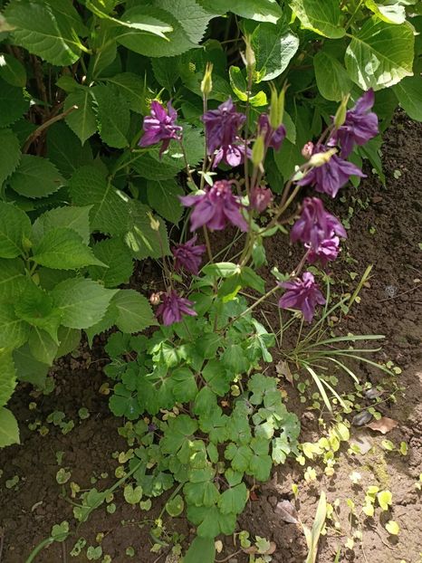 Img.2024.05.07 - Grădina mea