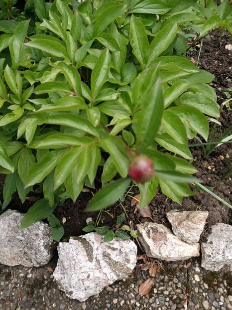 Img.2024.05.07 - Grădina mea