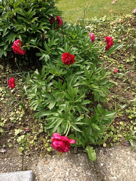 Img.2024.05.07 - Grădina mea