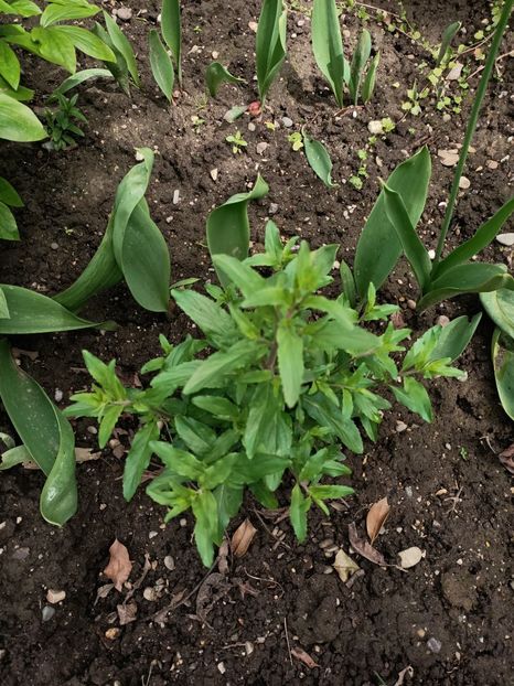 Img.2024.05.07 - Grădina mea