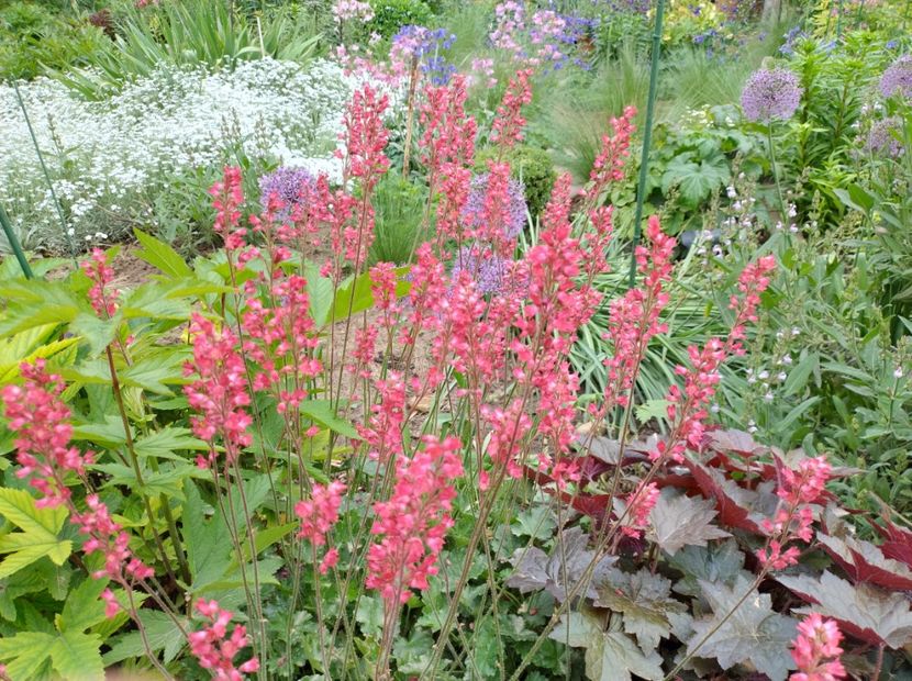  - Flori de gradină-2024