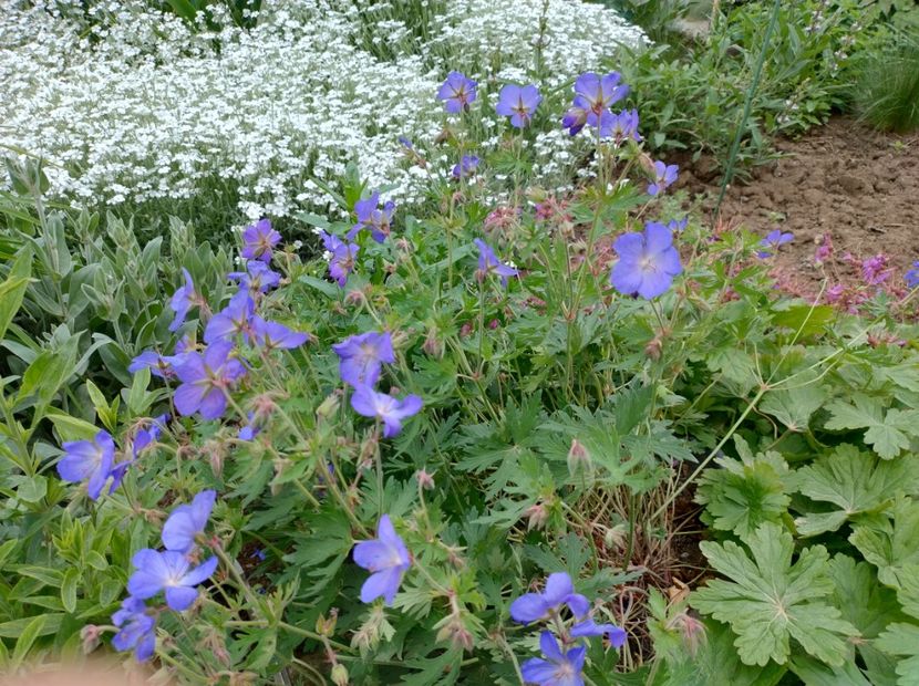  - Flori de gradină-2024