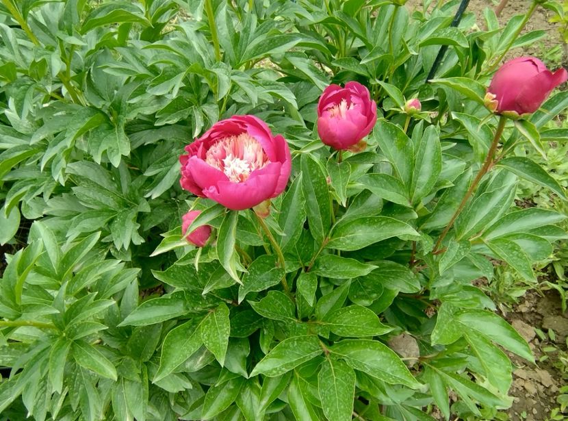  - Flori de gradină-2024