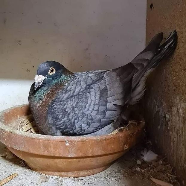  - Nu îmi aparțin 7