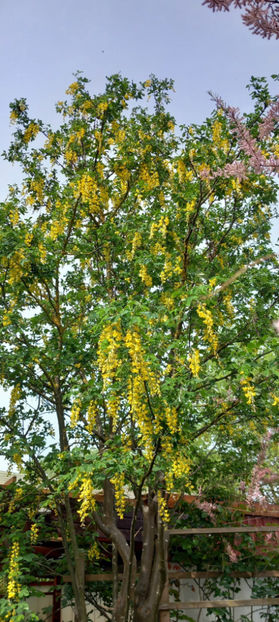  - 2024 - 01 - Primavara