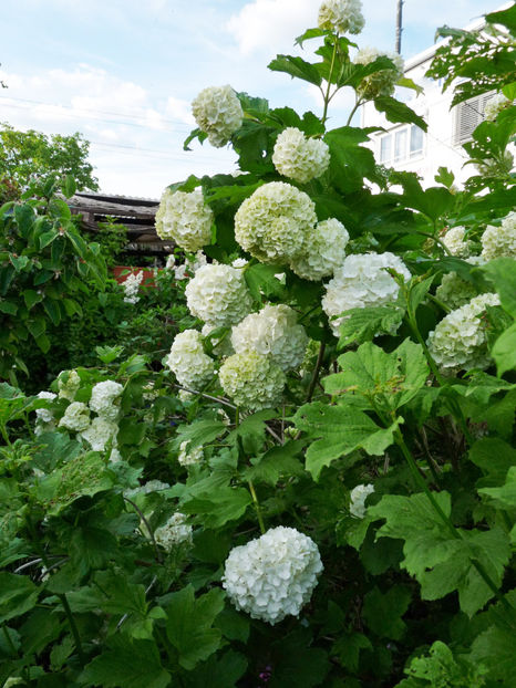  - 2024 - 01 - Primavara