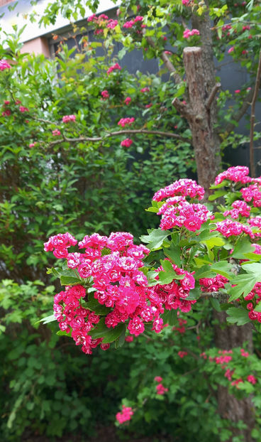  - 2024 - 01 - Primavara