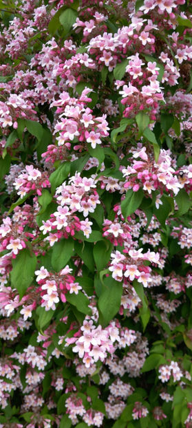  - 2024 - 01 - Primavara