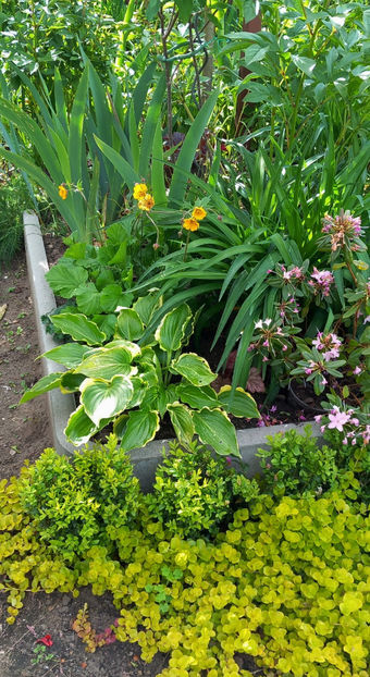  - 2024 - 01 - Primavara