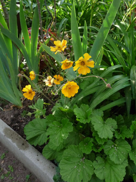  - 2024 - 01 - Primavara