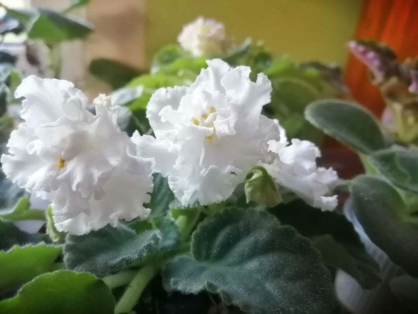  - Le Riabinaia Kudriavaia