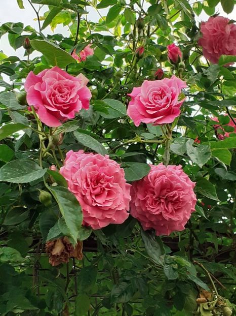  - Heillige Elisabeth 2024 _ 2025