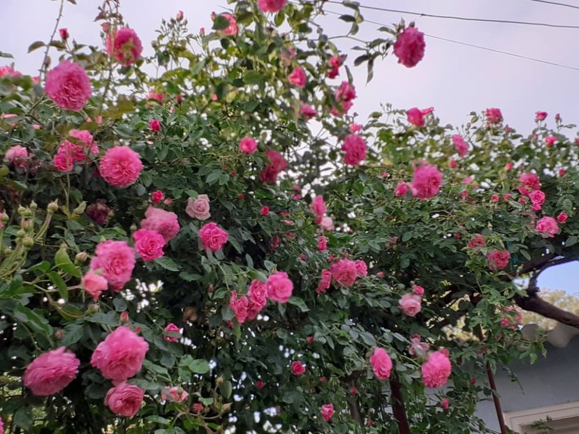  - Heillige Elisabeth 2024 _ 2025