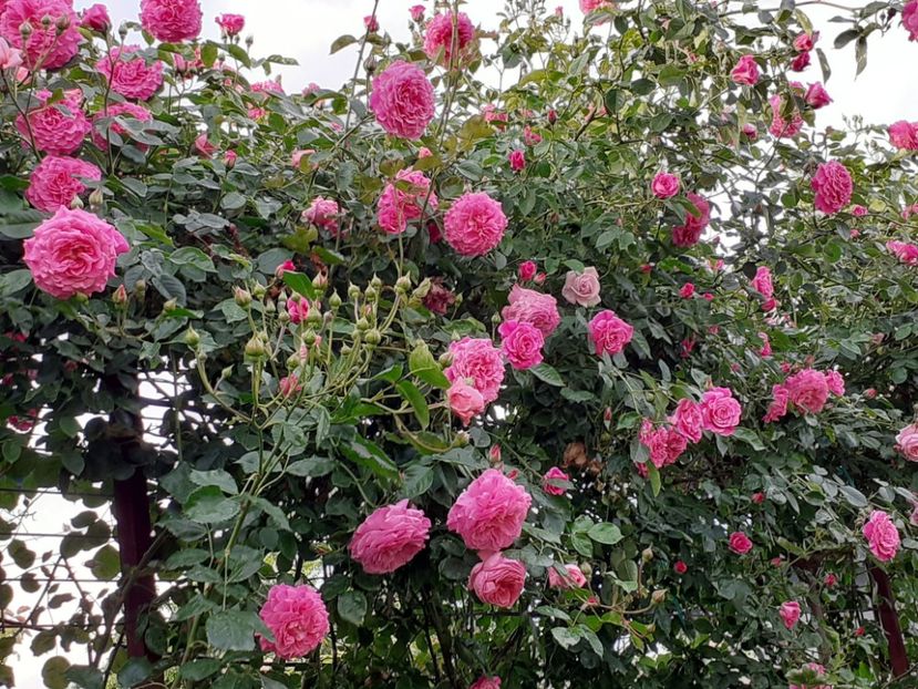  - Heillige Elisabeth 2024 _ 2025