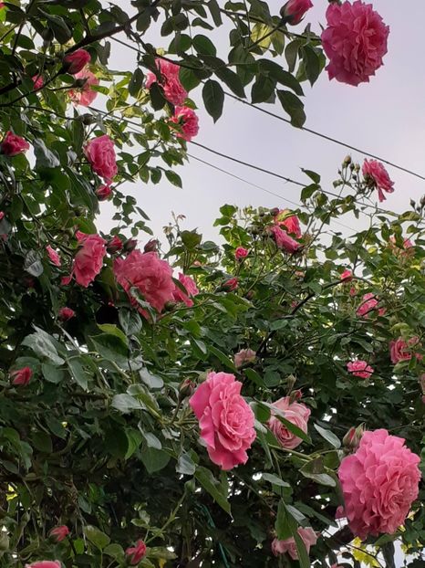  - Heillige Elisabeth 2024 _ 2025