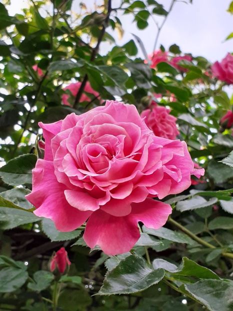  - Heillige Elisabeth 2024 _ 2025