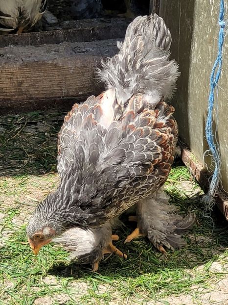  - a__Pui și tineret brahma 2024