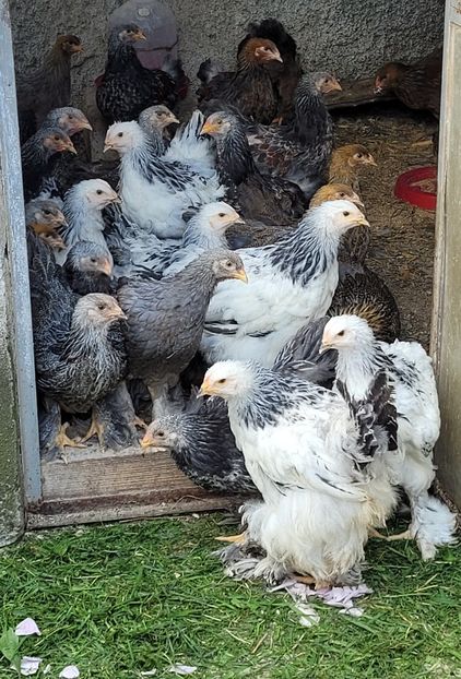  - a__Pui și tineret brahma 2024