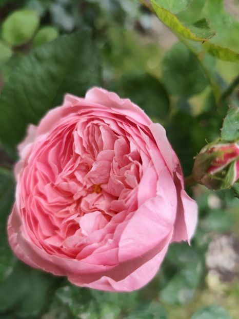  - Alnwick castle rose