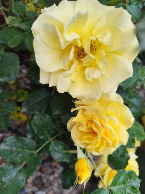  - Rimosa urcator