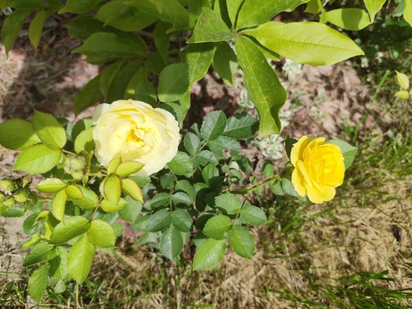  - Golden border