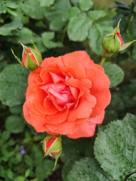  - Dee dee Bridgewater