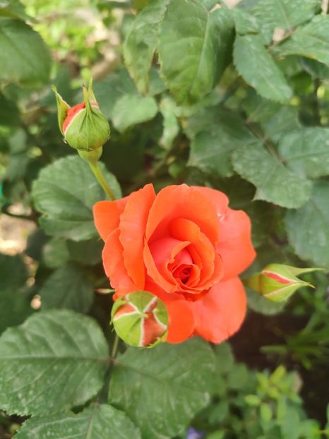  - Dee dee Bridgewater