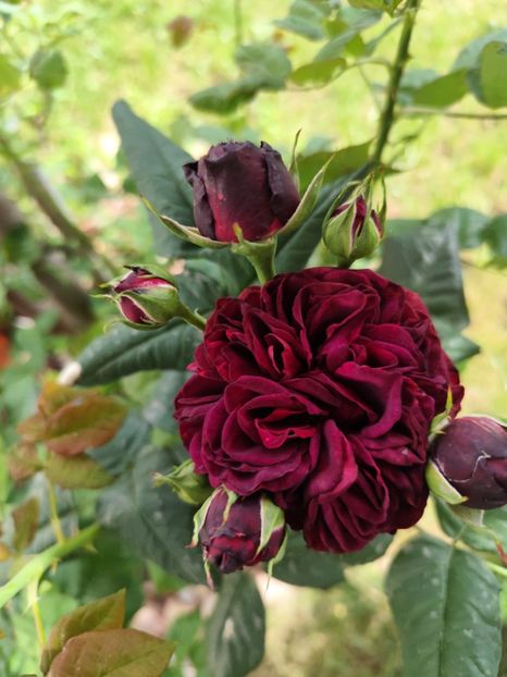  - Astrid Grafin von Hardenberg