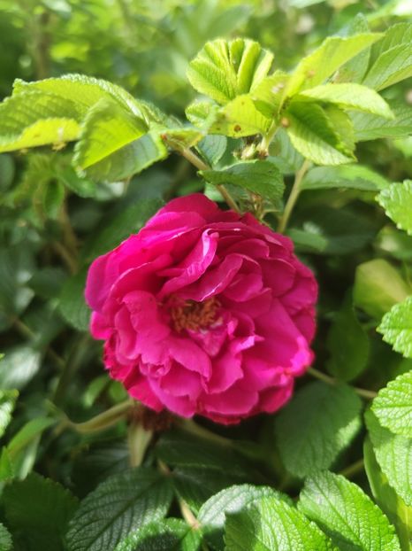  - Rosa rugosa Dark Foxi